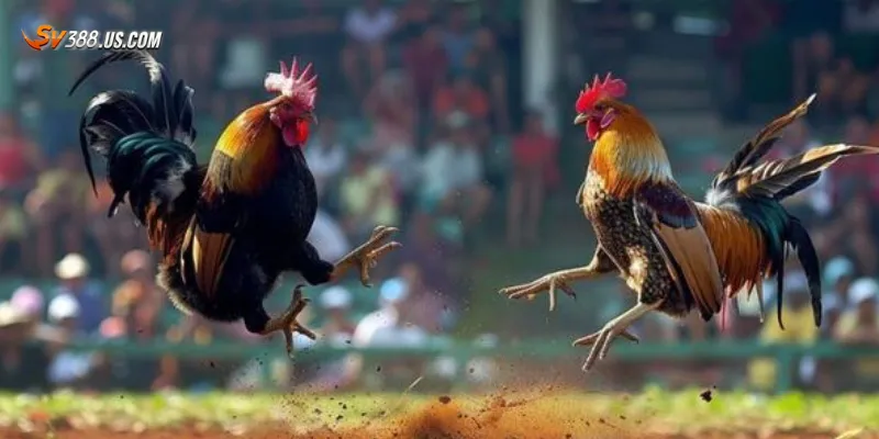 Đá gà trực tuyến 24h – Cập nhật liên tục kịch tính từng trận Tổng quan về đá gà trực tuyến 24h